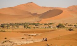 Africa, Namiba, Sossusvlei, Dunes, landscape, sand, nature, trucks, tourists, walking, guide, trees, green