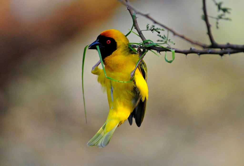 Southern Masked-Weaver gathering materials for its nest, thinking that its a green leave. 