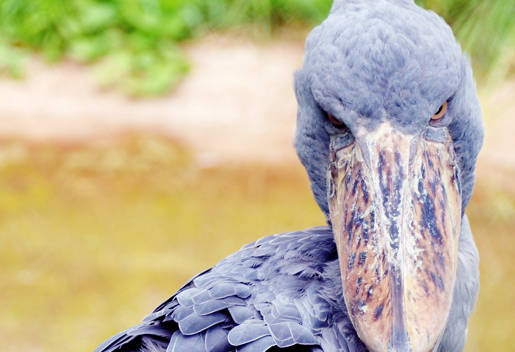 are shoebill storks flightless