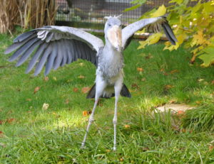 Africa, bird, Shoebill