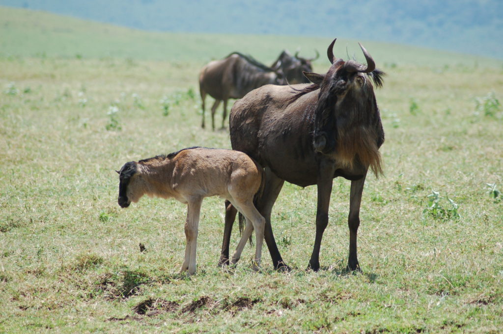 Connochaetes_taurinus_-Ngorongoro_Crater,_Tanzania-8