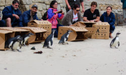 African penguins, penguins, boulders beach, betty's bay, animals, beach, boxes, people