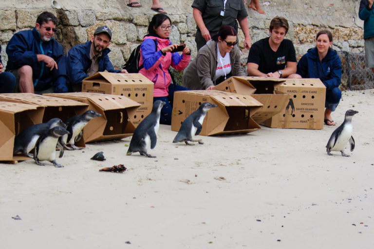 African penguins, penguins, boulders beach, betty's bay, animals, beach, boxes, people