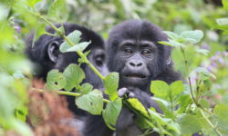 Baby gorilla, uganda
