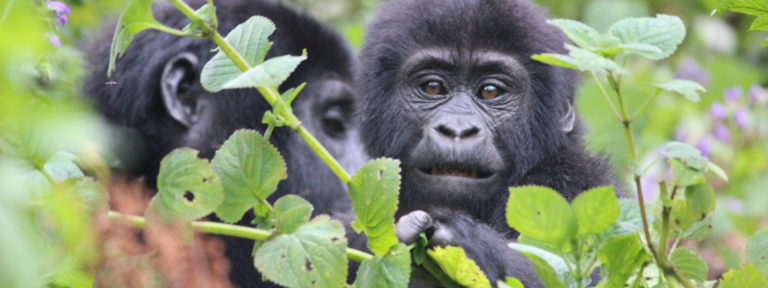 Baby gorilla, uganda