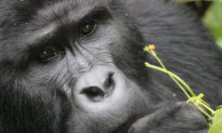 Gorilla, silverback, uganda