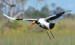 Flying, Saddle billed Stork, birds, Nairobi, Blog, Amber Dors