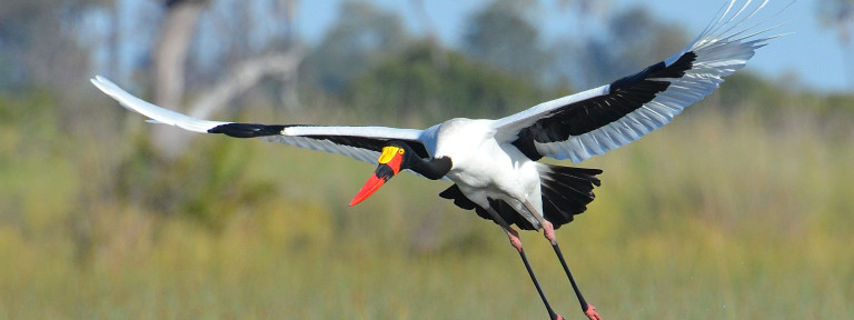 Flying, Saddle billed Stork, birds, Nairobi, Blog, Amber Dors