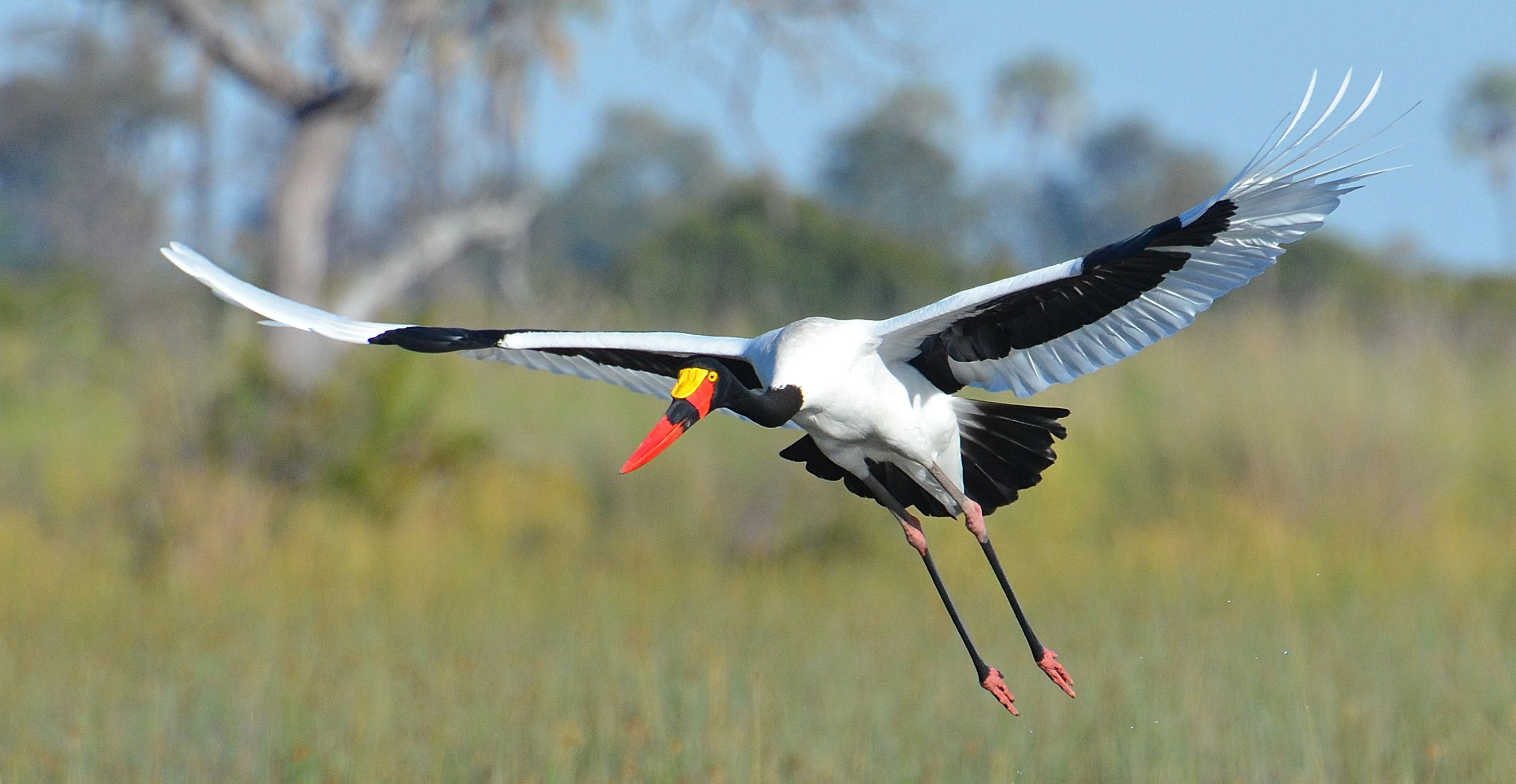 Flying Saddle Billed Stork Nomad Africa Adventure Tours 
