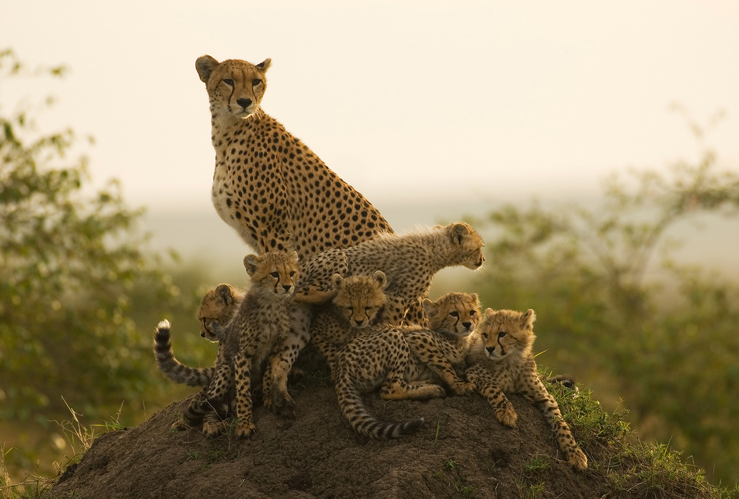 Забота родителей о потомстве. Детеныш гепарда. Мир животных. Семья леопардов. Семья гепардов.