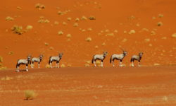Gemsbok Nambia Desert