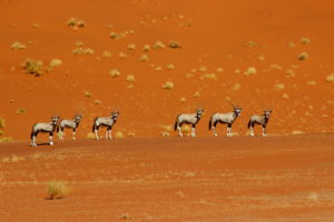 Gemsbok Nambia Desert