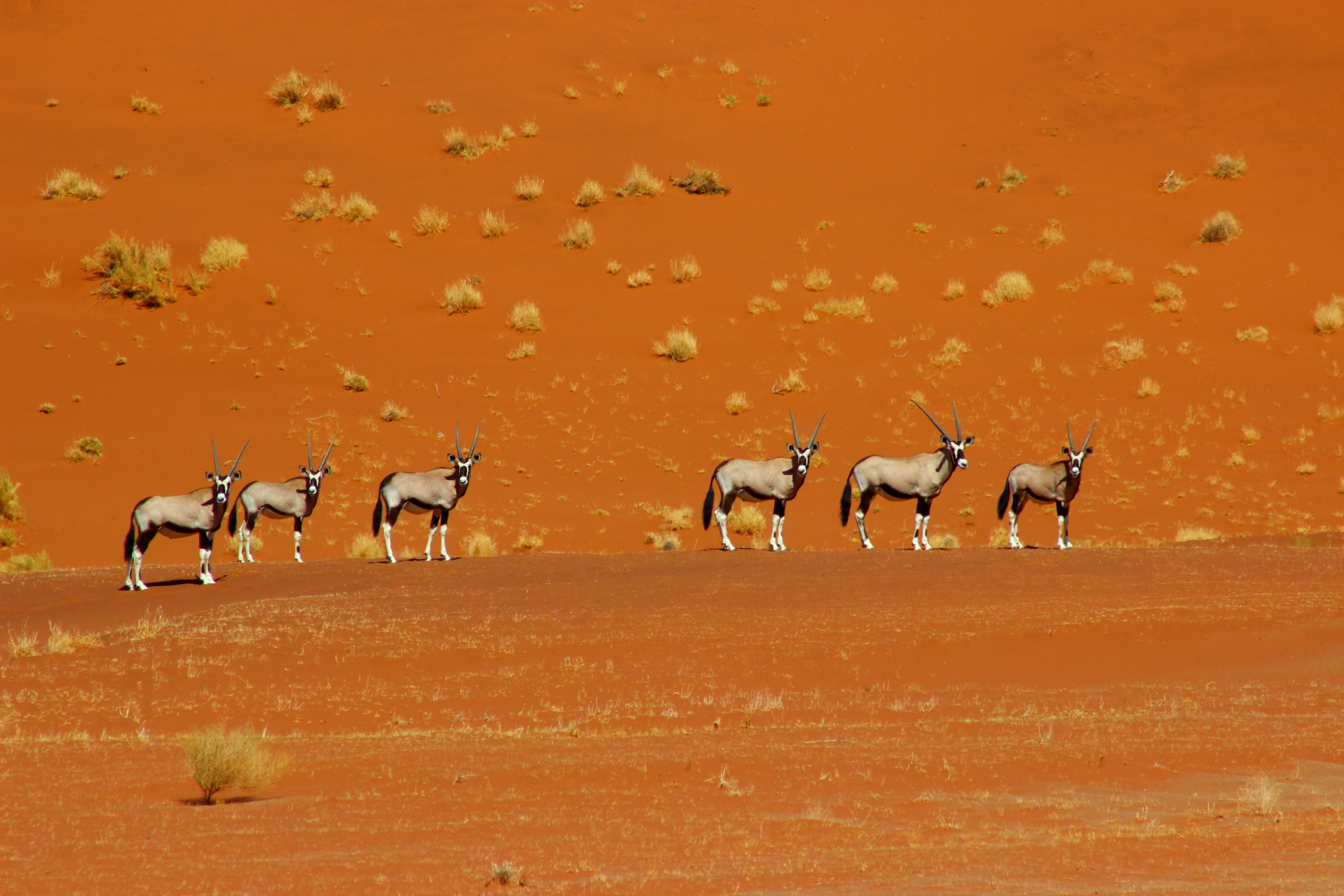 13-Day Best of Namibia, departing 10th August 2021