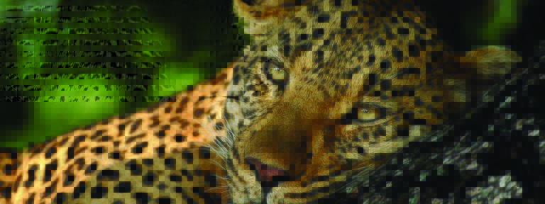 Africa, Zambia, South Luangwa National Park, animal, leopard, head, dots, pattern, laying, tree branche, big five, big 5
