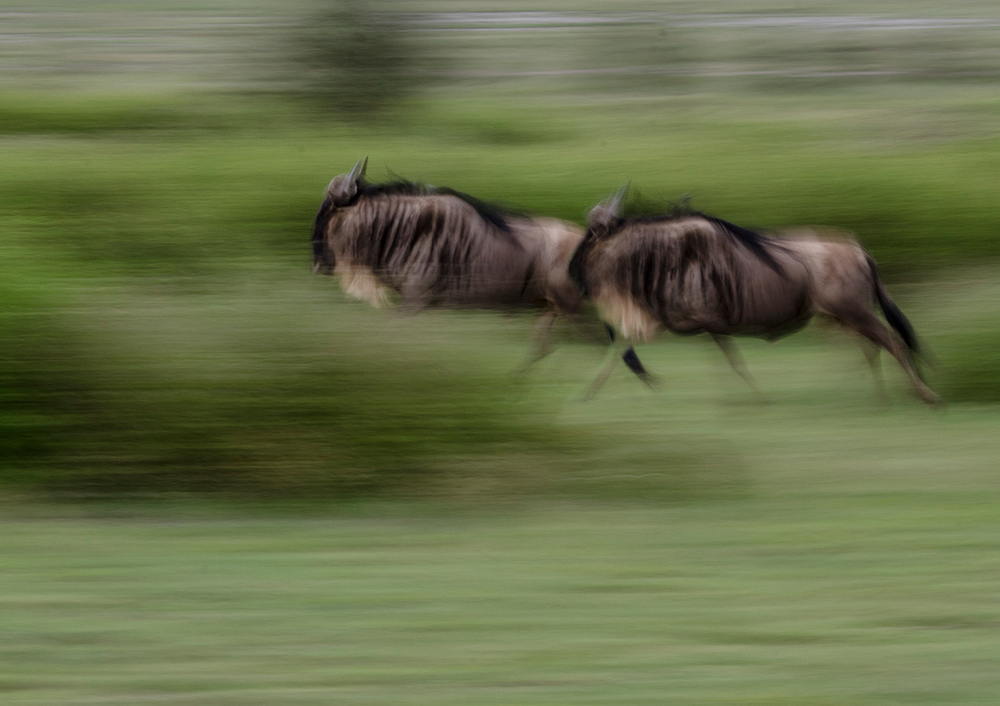 Africa, Wildebeest, panning blur, photography