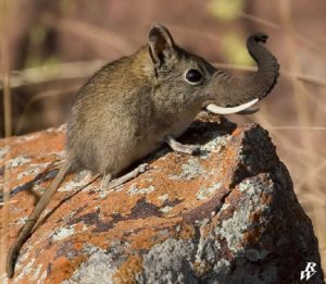 Elephant,Shrew,Truck,Tusks,Rock bed,Lookout